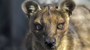 Discover Earth Most Resilient Animal With Longest Mating Rituals - image 5