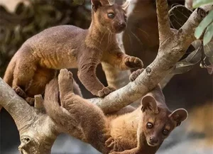 Discover Earth Most Resilient Animal With Longest Mating Rituals - image 3