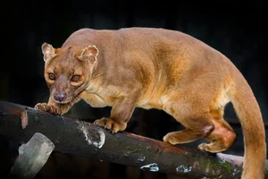 Discover Earth Most Resilient Animal With Longest Mating Rituals - image 7
