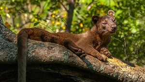 Discover Earth Most Resilient Animal With Longest Mating Rituals - image 1