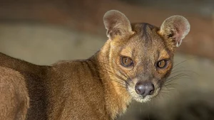 Discover Earth Most Resilient Animal With Longest Mating Rituals - image 4