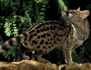 Discover Earth Most Resilient Animal With Longest Mating Rituals - image 2