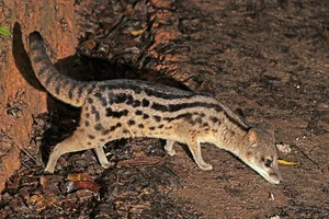 Discover Earth Most Resilient Animal With Longest Mating Rituals - image 6