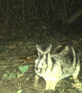 Rare Wildlife Captured by Camera Traps in Phong Nha Ke Bang - image 5