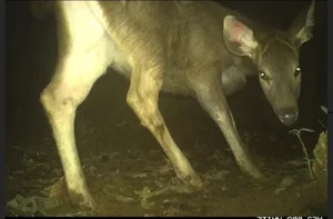 Rare Wildlife Captured by Camera Traps in Phong Nha Ke Bang - image 3