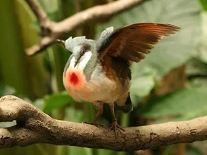 The Luzon Bleeding-Heart Pigeon: A Rare Gem of the Philippines - image 6