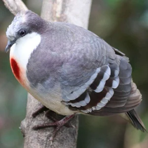 The Luzon Bleeding-Heart Pigeon: A Rare Gem of the Philippines - image 12