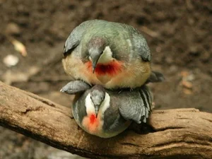 The Luzon Bleeding-Heart Pigeon: A Rare Gem of the Philippines - image 2