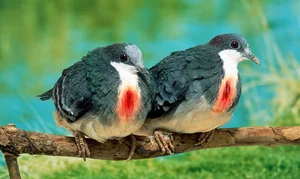 The Luzon Bleeding-Heart Pigeon: A Rare Gem of the Philippines - image 7