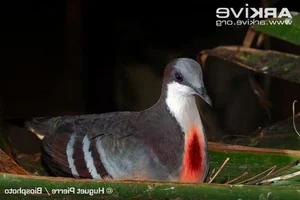 The Luzon Bleeding-Heart Pigeon: A Rare Gem of the Philippines - image 10