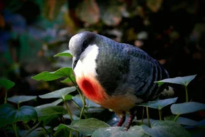 The Luzon Bleeding-Heart Pigeon: A Rare Gem of the Philippines - image 4