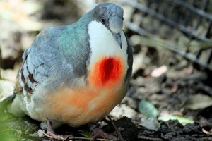The Luzon Bleeding-Heart Pigeon: A Rare Gem of the Philippines - image 5