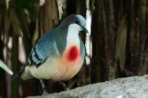 The Luzon Bleeding-Heart Pigeon: A Rare Gem of the Philippines - image 8