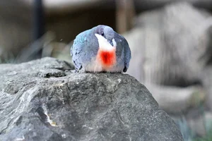 The Luzon Bleeding-Heart Pigeon: A Rare Gem of the Philippines - image 9