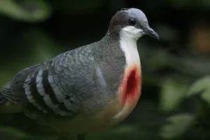 The Luzon Bleeding-Heart Pigeon: A Rare Gem of the Philippines - image 1