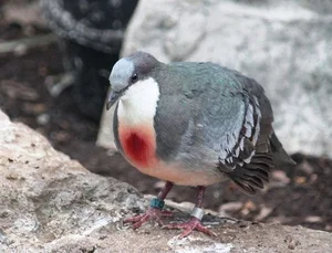 The Luzon Bleeding-Heart Pigeon: A Rare Gem of the Philippines - image 13