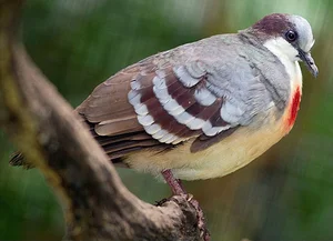 The Luzon Bleeding-Heart Pigeon: A Rare Gem of the Philippines - image 3