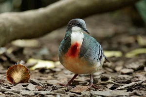 The Luzon Bleeding-Heart Pigeon: A Rare Gem of the Philippines - image 11