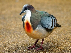 The Luzon Bleeding-Heart Pigeon: A Rare Gem of the Philippines - image 0
