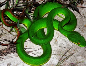 Identifying the 8 Most Venomous Snakes in Vietnam and Safety Tips - image 5