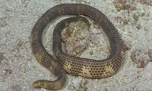 Identifying the 8 Most Venomous Snakes in Vietnam and Safety Tips - image 0