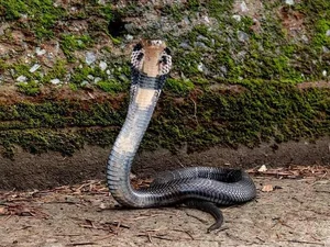 Identifying the 8 Most Venomous Snakes in Vietnam and Safety Tips - image 4