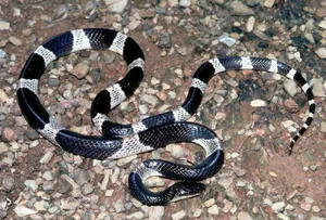 Identifying the 8 Most Venomous Snakes in Vietnam and Safety Tips - image 1