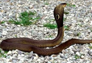 Identifying the 8 Most Venomous Snakes in Vietnam and Safety Tips - image 7