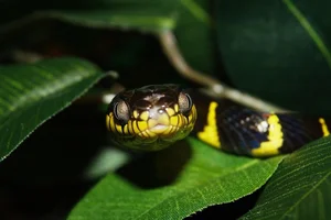 Identifying the 8 Most Venomous Snakes in Vietnam and Safety Tips - image 3