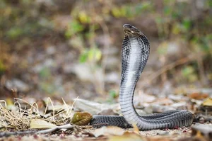 Identifying the 8 Most Venomous Snakes in Vietnam and Safety Tips - image 6