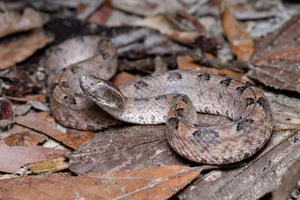 Identifying the 8 Most Venomous Snakes in Vietnam and Safety Tips - image 2