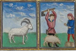 The Bizarre History of Medieval Animal Trials: When Pigs and Insects Stood Before the Judge - image 8