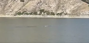 Mystery at the Sacred Lake: 15-Meter 'Sea Monster' Spotted in China - image 0