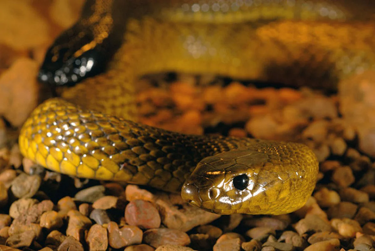 The World's Most Venomous Snakes: Spotting the Deadly Species in Vietnam