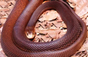 The World's Most Venomous Snakes: Spotting the Deadly Species in Vietnam - image 3