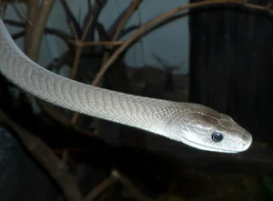 The World's Most Venomous Snakes: Spotting the Deadly Species in Vietnam - image 7