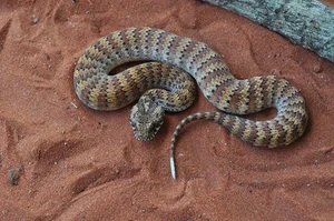 The World's Most Venomous Snakes: Spotting the Deadly Species in Vietnam - image 5