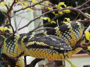 The World's Most Venomous Snakes: Spotting the Deadly Species in Vietnam - image 6