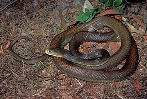 The World's Most Venomous Snakes: Spotting the Deadly Species in Vietnam - image 4