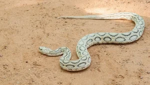 The World's Most Venomous Snakes: Spotting the Deadly Species in Vietnam - image 1