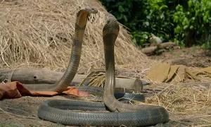 The World's Most Venomous Snakes: Spotting the Deadly Species in Vietnam - image 9