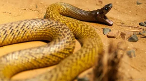 The World's Most Venomous Snakes: Spotting the Deadly Species in Vietnam - image 2