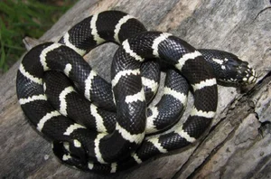 The World's Most Venomous Snakes: Spotting the Deadly Species in Vietnam - image 8