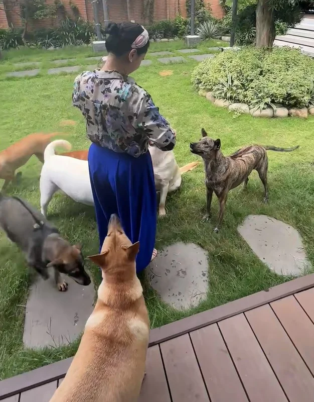 The Luxury Pet Lifestyle: 'Rice Lady' Spends 65 Million Monthly