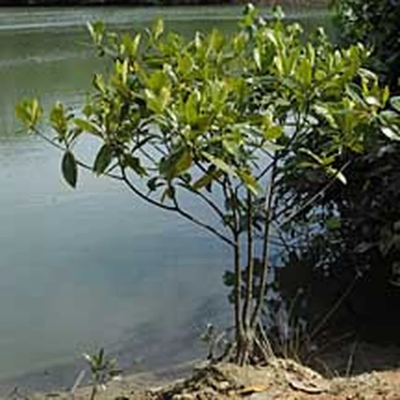 Fascinating Viviparous Plants in Vietnam That Reproduce Like Animals