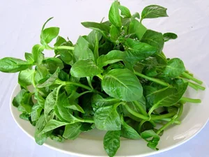 From Wild Weed to Culinary Gold: How Xa Xi Herb Empowers Vietnamese Farmers - image 3