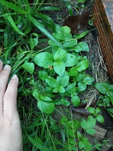 From Wild Weed to Culinary Gold: How Xa Xi Herb Empowers Vietnamese Farmers - image 5