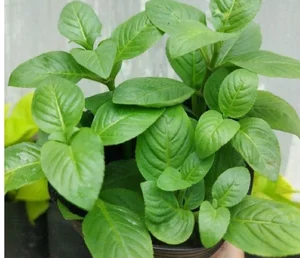 From Wild Weed to Culinary Gold: How Xa Xi Herb Empowers Vietnamese Farmers - image 1