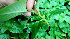 From Wild Weed to Culinary Gold: How Xa Xi Herb Empowers Vietnamese Farmers - image 6