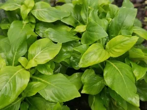 From Wild Weed to Culinary Gold: How Xa Xi Herb Empowers Vietnamese Farmers - image 2